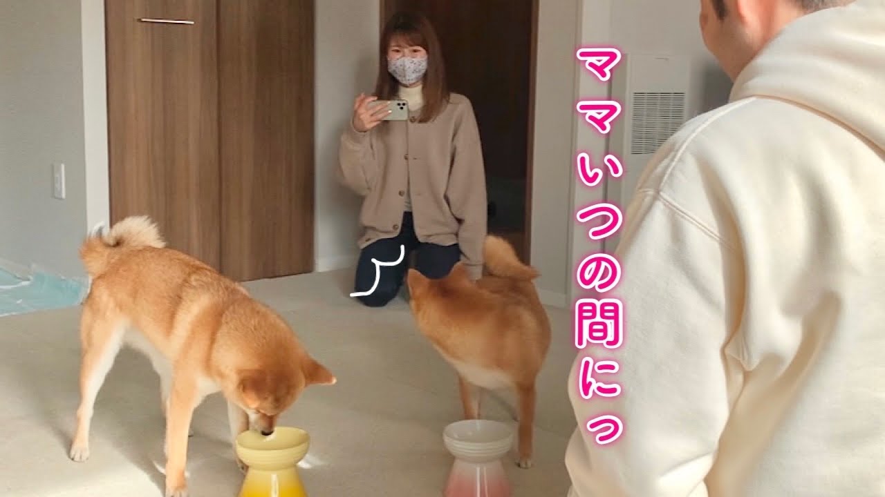 愛犬に内緒で帰宅して後ろにママがいるドッキリをして喜ばせてみたら反応が可愛すぎた！！