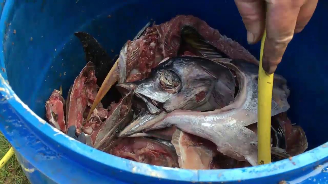Fish emulsion