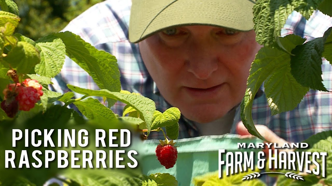 Сбор красной малины (и приготовление пирога!) | Maryland Farm & Harvest