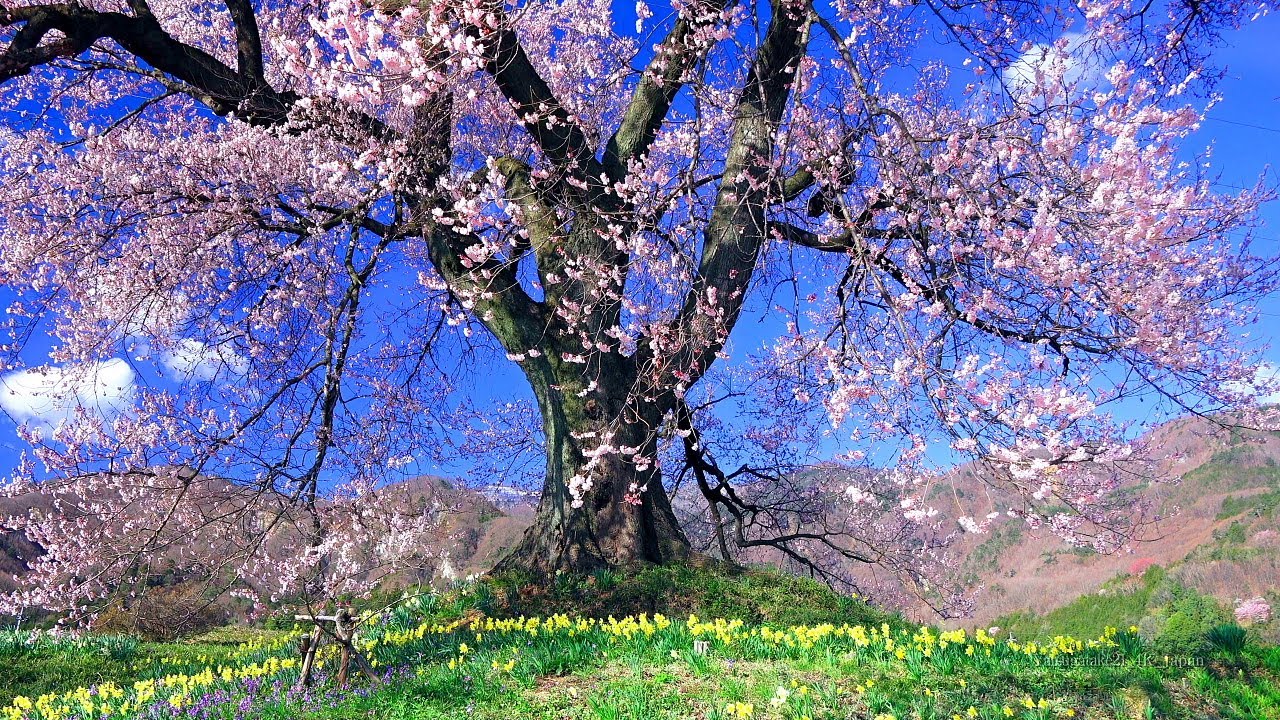 Spring in Japan Mt.Yatsugatake 4K 1HR Nature Relaxation cherry blossom 日本の春 八ヶ岳 桜 日本の美しい四季 絶景映像 自然風景