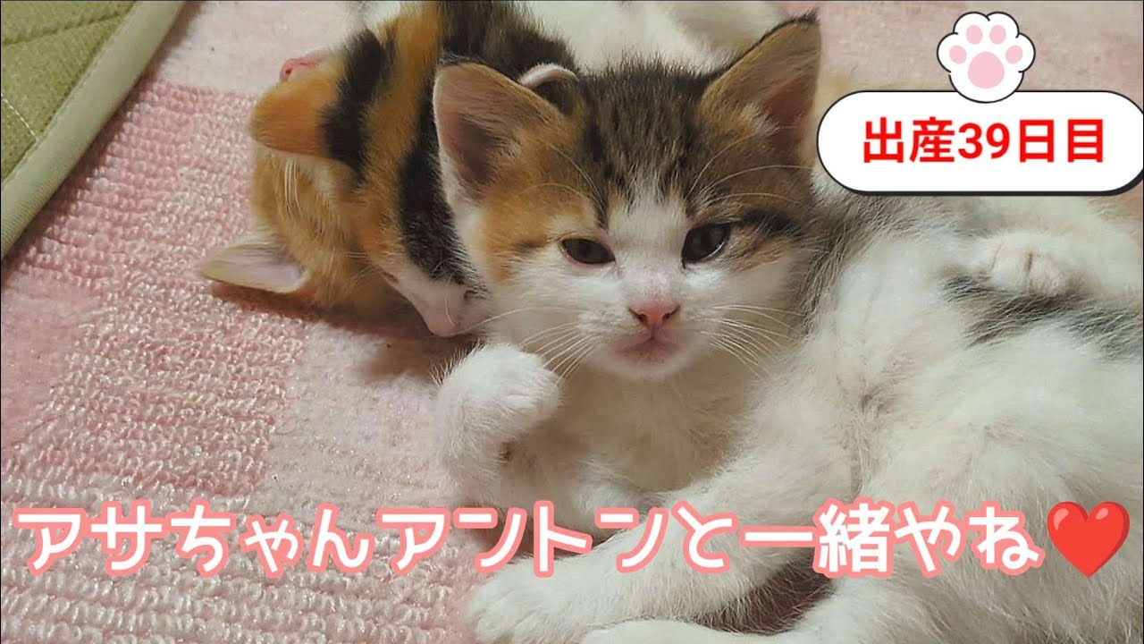 [生後39日目]全員おとなの猫用トイレを使うようになりました❤️