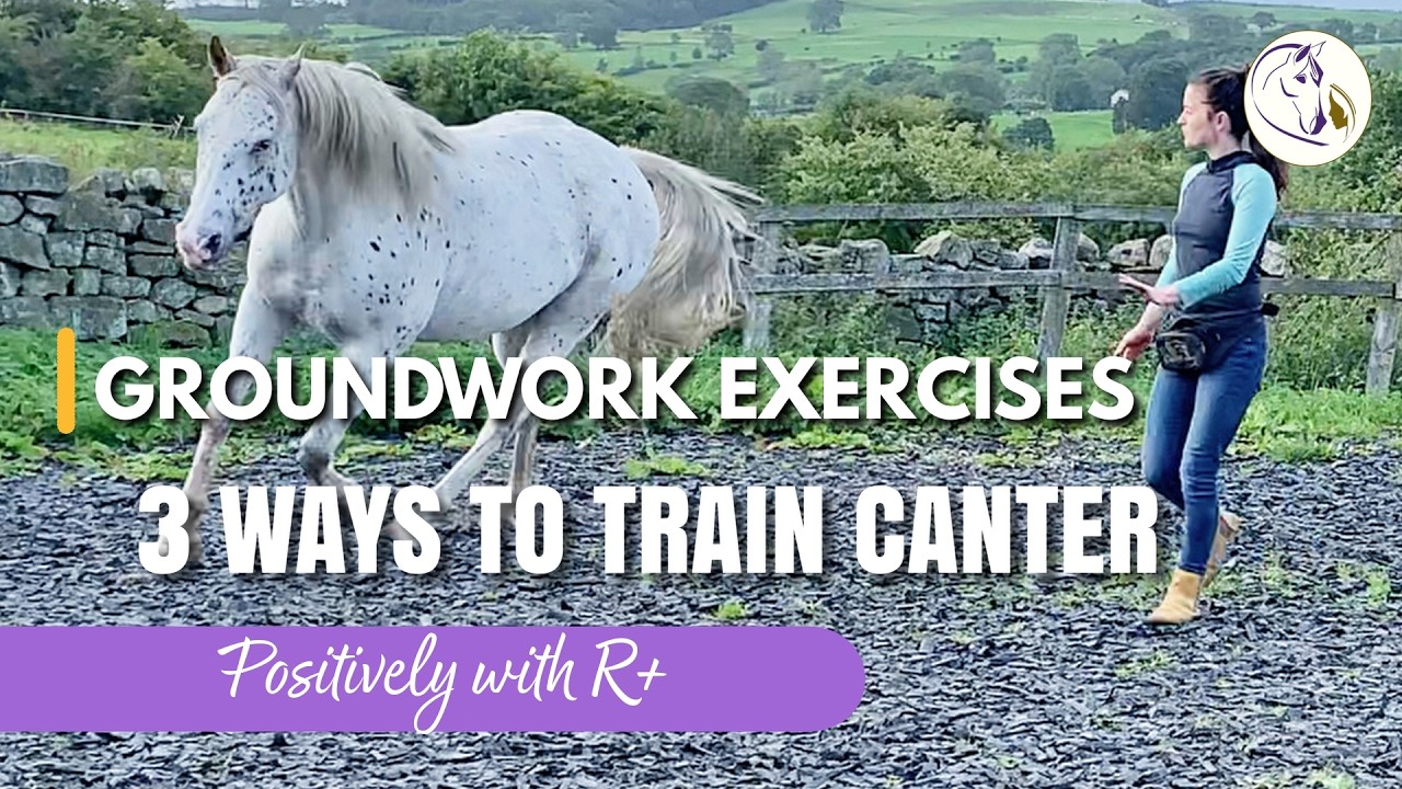 3 Ways to Train Canter Positively GROUNDWORK