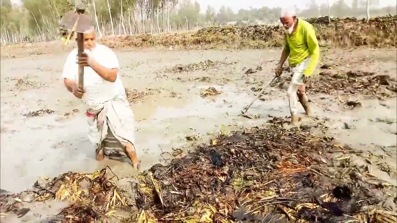 জমিতে কচুরি পানা পরিষ্কার করতে এসে পড়ে গেলাম মহাবিপদে | শুকরের জ্বালায়🐄🌿