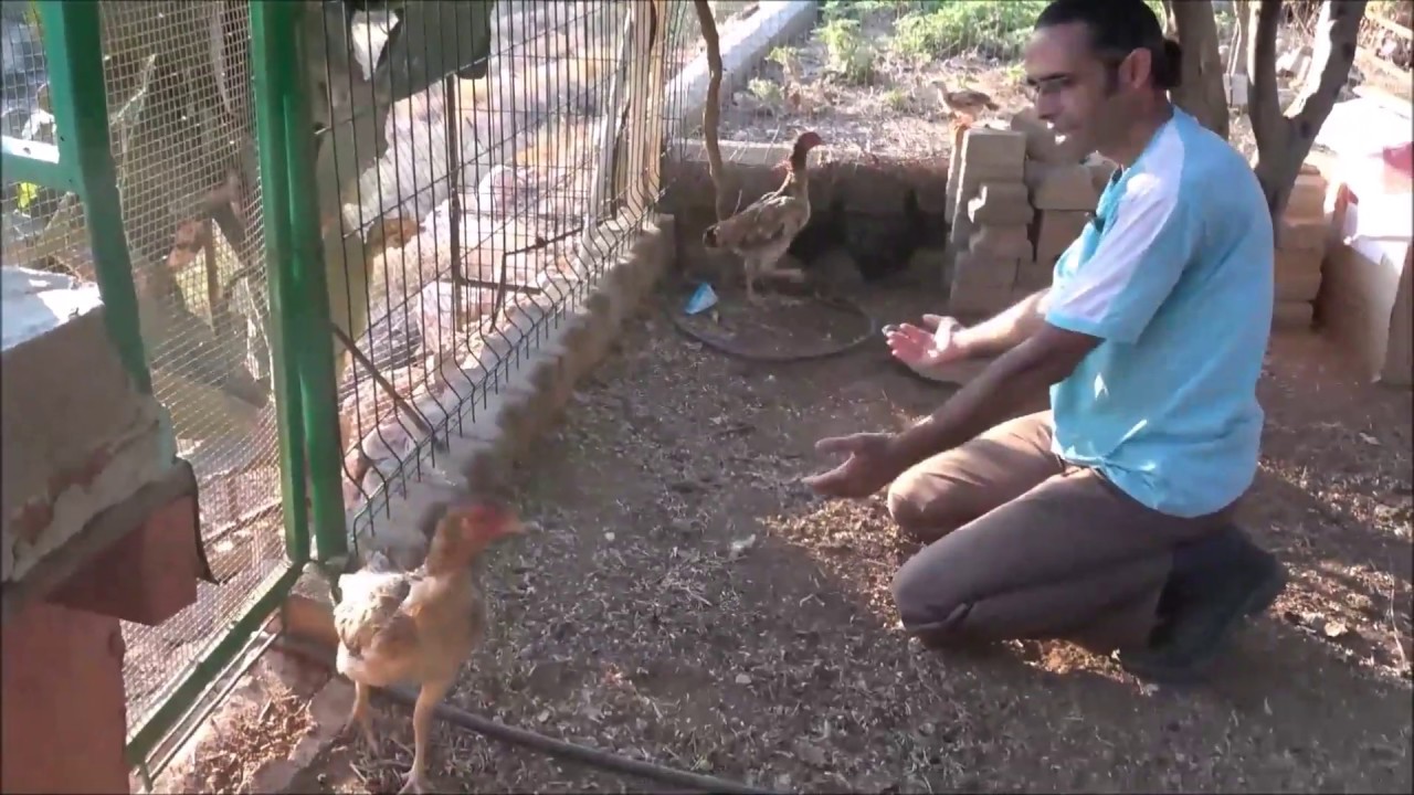 Civcivli Gurk Tavuklar Aynı Ortamda Kalabilir mi?
