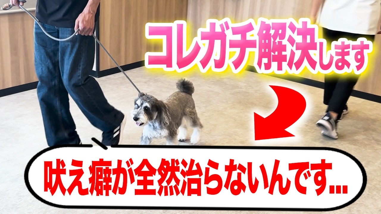 【犬の興奮しつけ】散歩の吠えと興奮でお悩みの犬をしつけ教室で実践指導！【ドッグトレーナー】