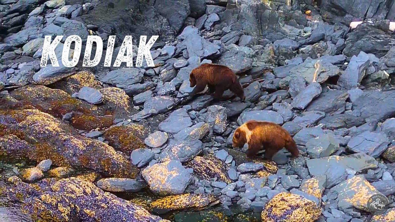 The Kodiak Gang 🐻