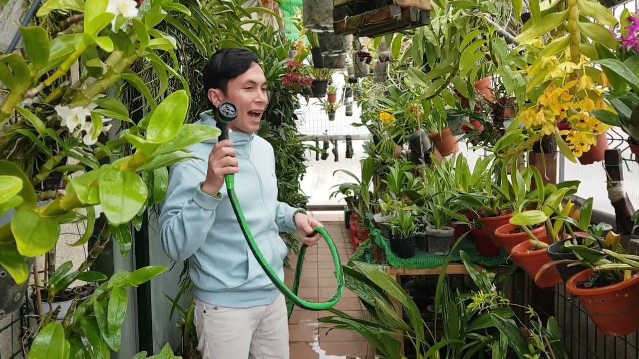 COMO REGAR LAS ORQUIDEAS CORRECTAMENTE