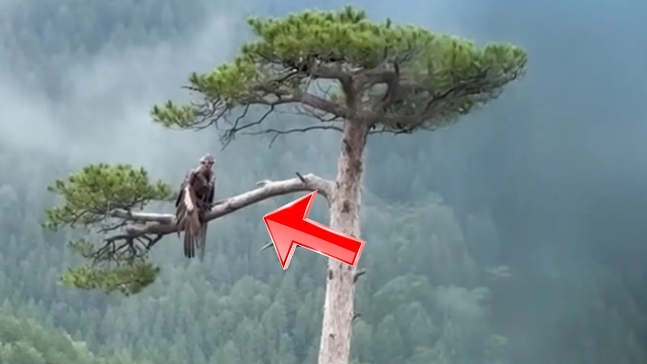 Parecía un pájaro... Hasta que alguien decidió grabarlo