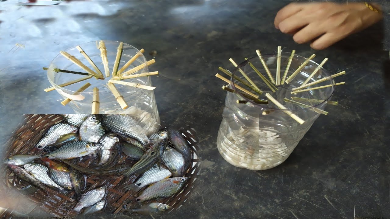 Easy Bottle Fish Trap | Amazing 4 Years Cute boy Fish With Plastic Bottle Fish Trap