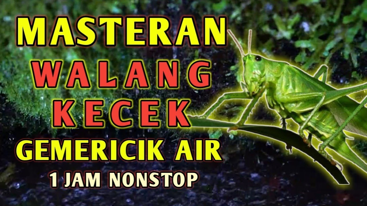 Suara Belalang Walang Kecek Untuk Masteran Burung dan Terapi