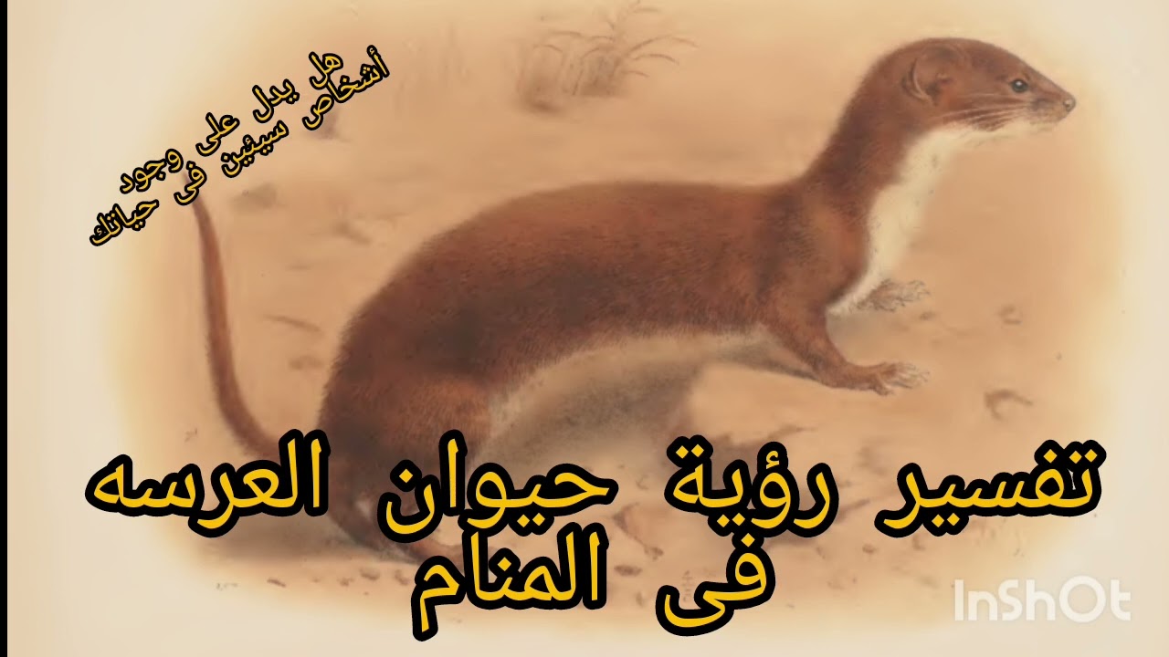 تفسير رؤية حيوان العرسه فى المنام