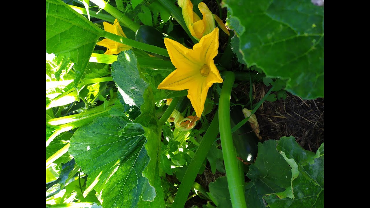 Plantation courgettes en juillet pour les retardataires