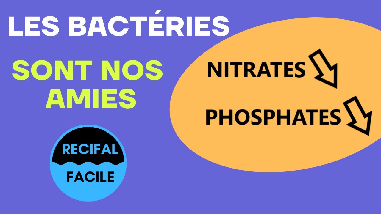 Comment les bactéries en aquarium limitent les nitrates et phosphates