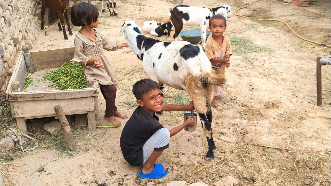 Moeez ne first time mundri goat ka milk nikala | Adil Charwaha 