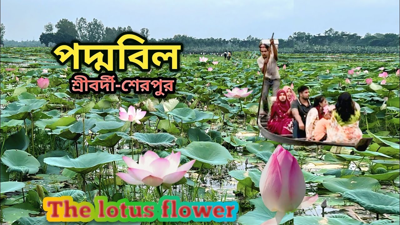 শেরপুরের পদ্মবিল | Unveiling Sherpur | poddobill in Sherpur 