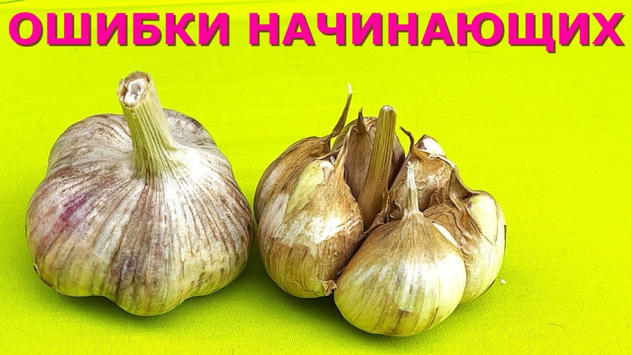 Чеснок на посадку Какой чеснок можно сажать?