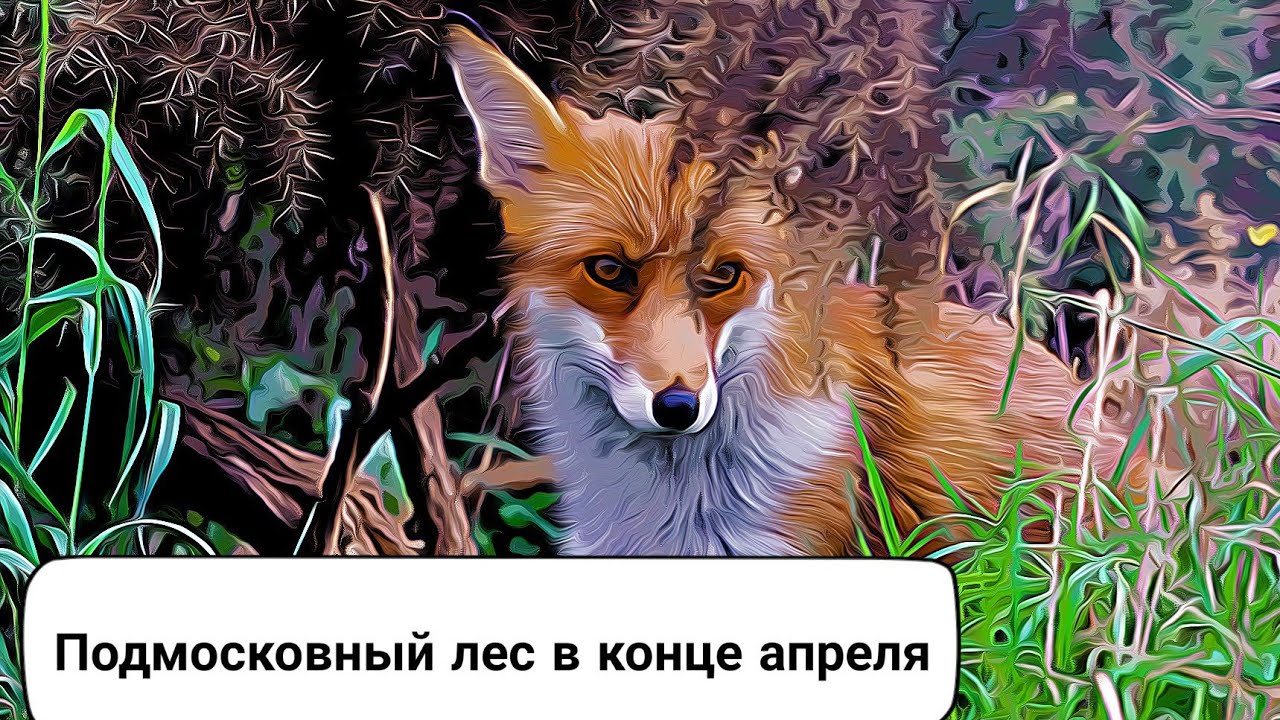 Подмосковье. Конец апреля 2020.