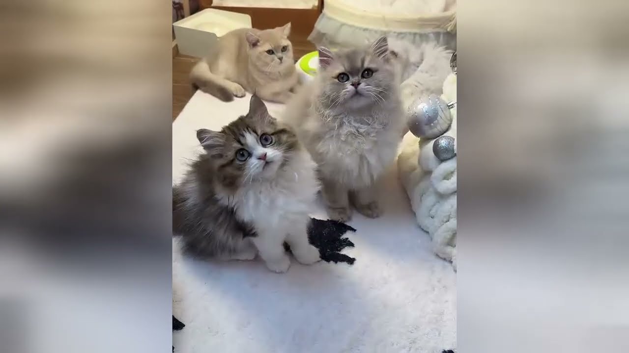 Precious soft cats will make you feel warm inside