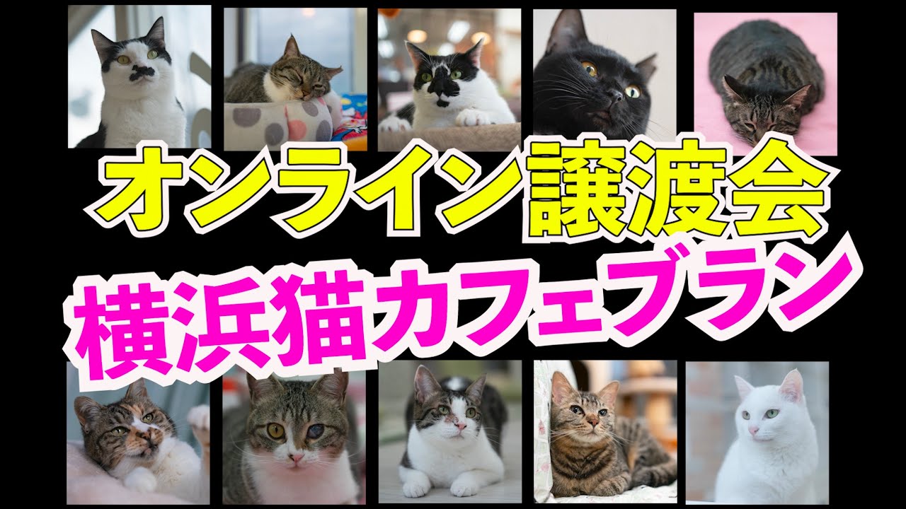 【オンライン譲渡会 9】【2020年5月24日】横浜猫カフェブラン【保護猫】
