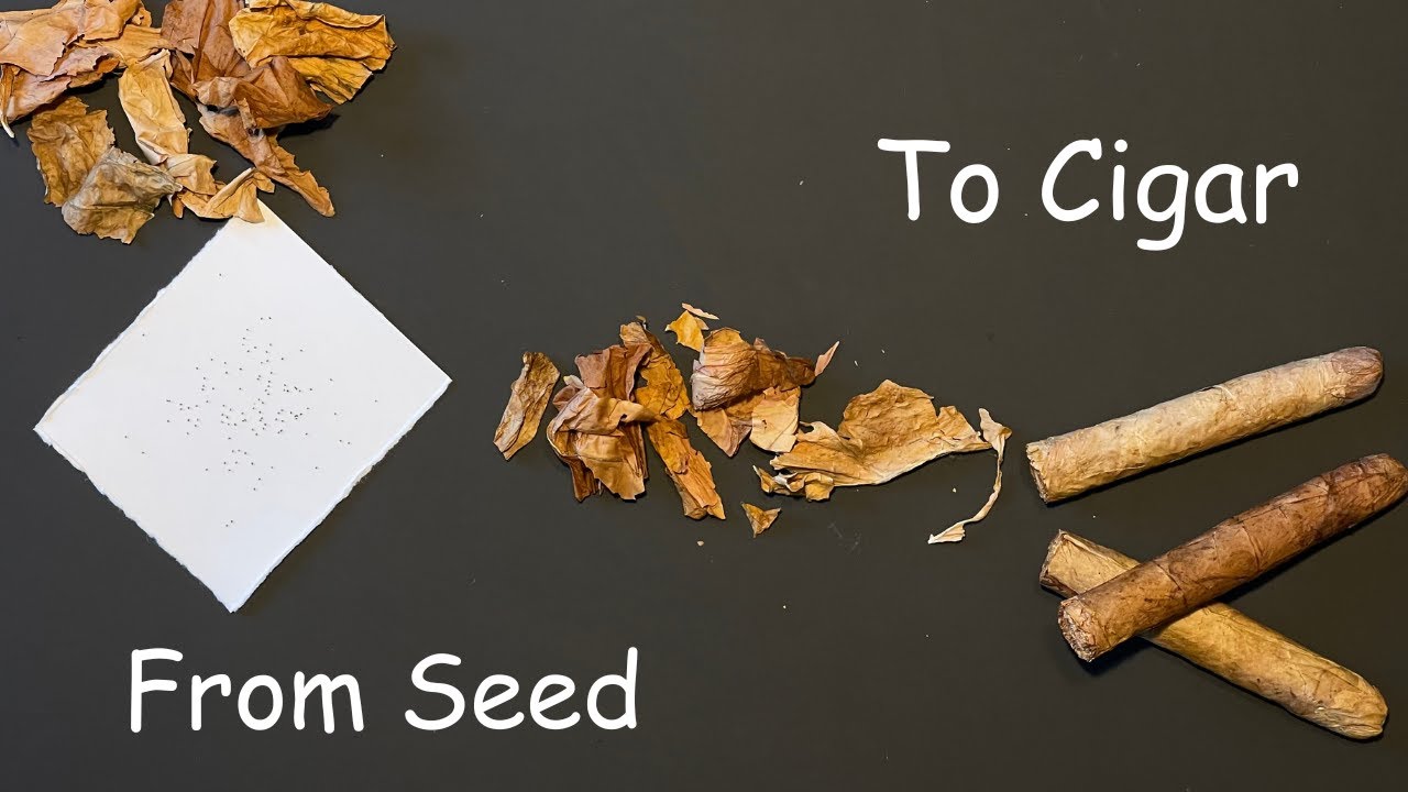 From Tiny Seed to Handmade Cigar || DIY Tobacco Start to Finish