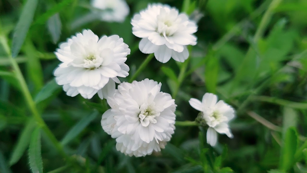 Achillea ptarmica -  Beautiful Flowers