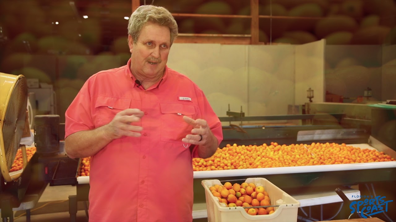 The Story of the Kumquat in Florida