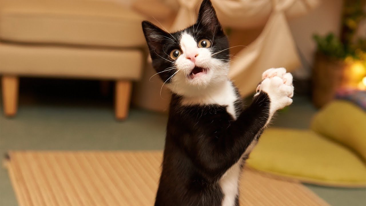 Funny Videos 2014 - Funny Cats Video - Funny Cat Videos Ever - Funny Animals Funny Fails 2014