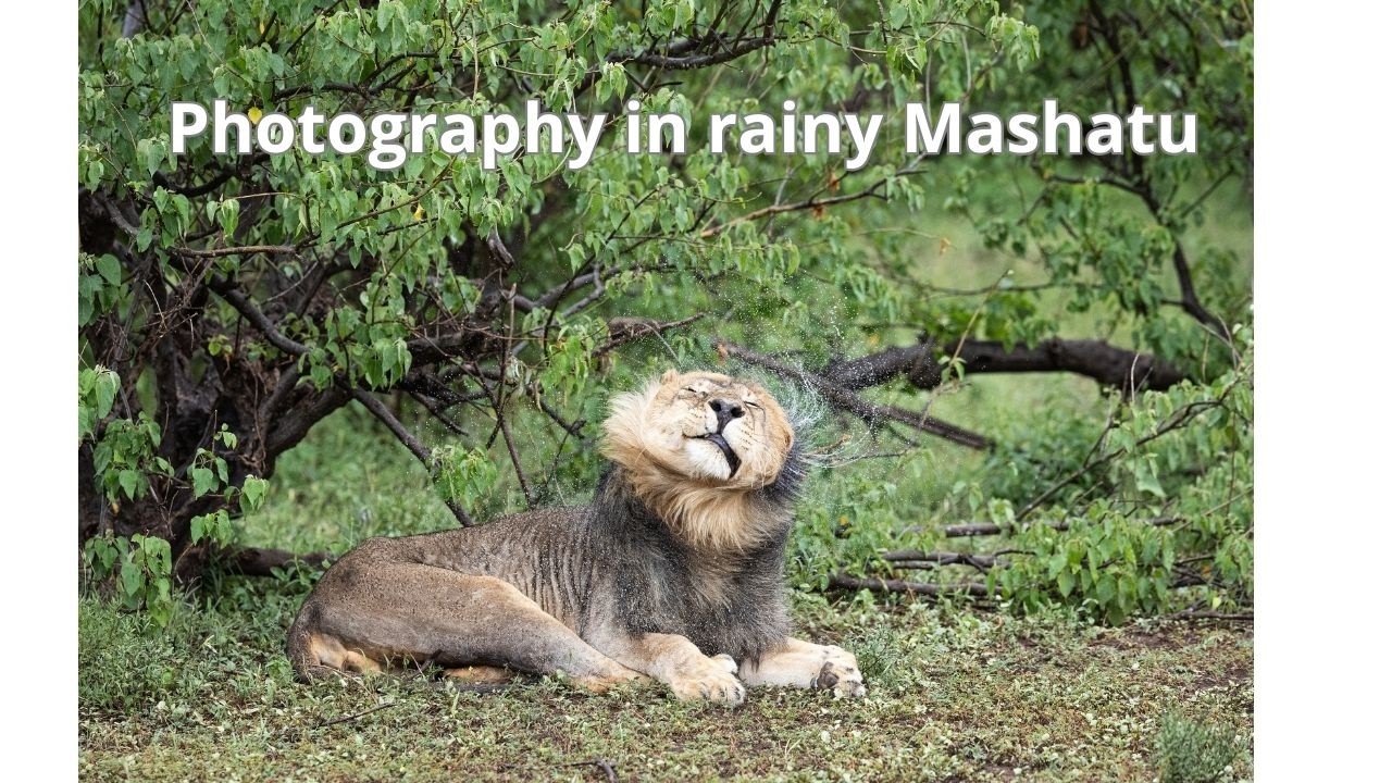 Highlights of a rainy Mashatu in January 2026