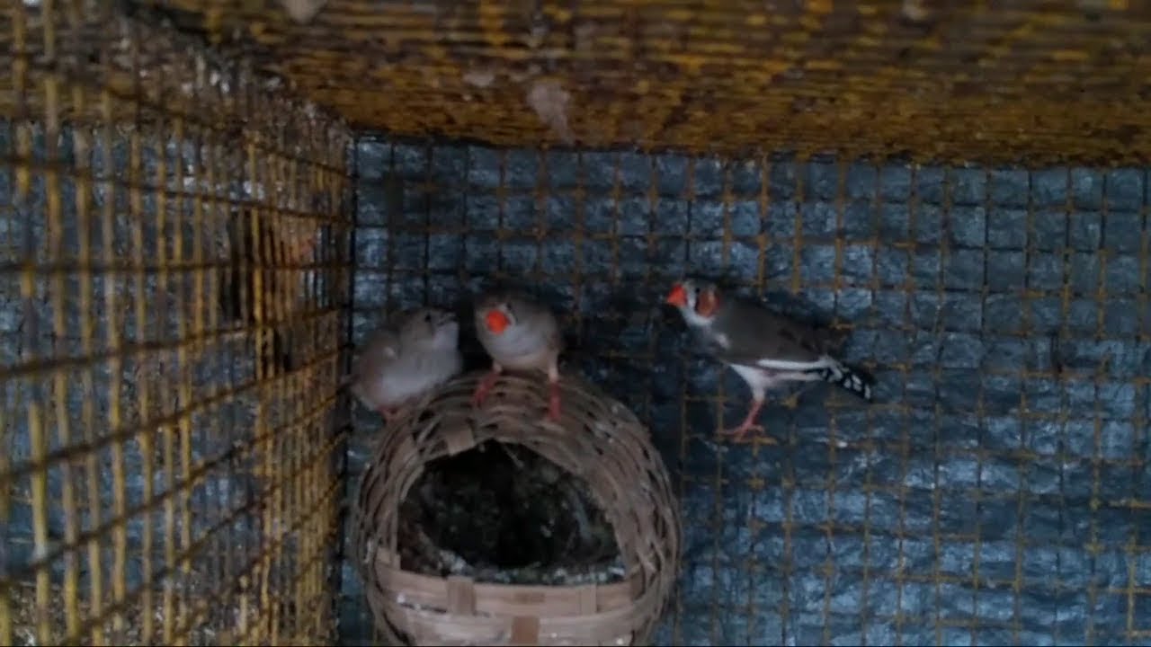 Finch's breeding cycle
