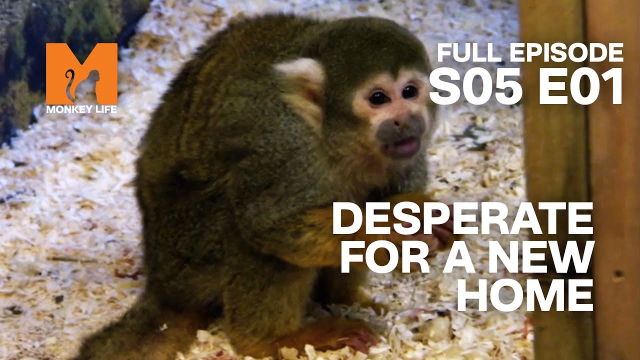 A New Season Begins | Season 5 Episode 1 | Full Episode | Monkey Life