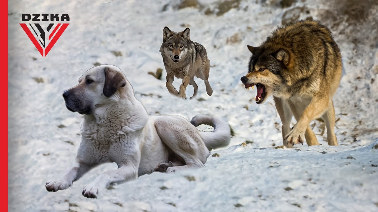 Tak wilki zabijają psy rasy Kangal -Wściekły pies