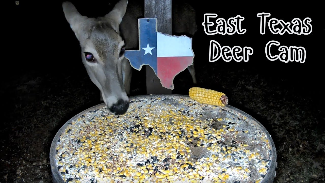 LIVE Night Deer & Raccoon Cam 🦌🦝 | East Texas Wildlife Camera & Nature Sounds Birds Y’all Live