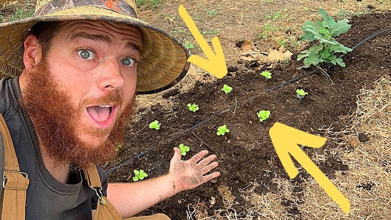 Lettuce in Zone 7 High Tunnel | Fall Garden!