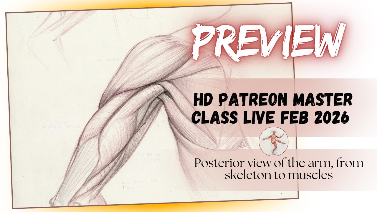 Patreon Master Class Live FEB 2026- Posterior view of the arm, from skeleton to muscles - preview