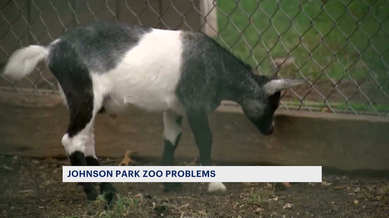 Activists lobby to have animals removed from Johnson Park Zoo following Ida flooding