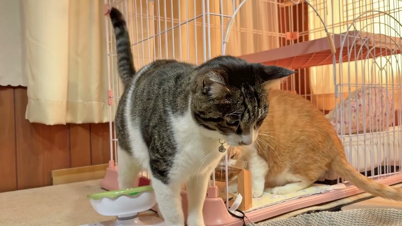 なかよし猫さんたちの朝ごはん【26年2月24日その1】