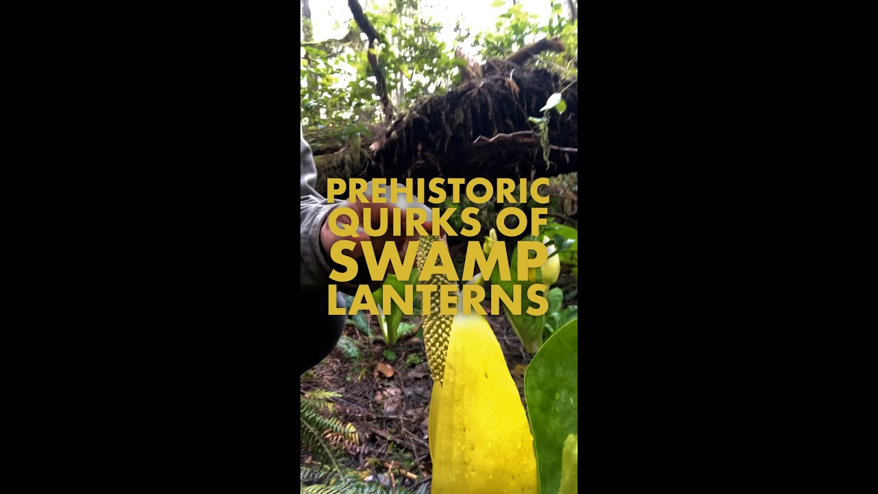 The Prehistoric Quirks of Swamp Lanterns!