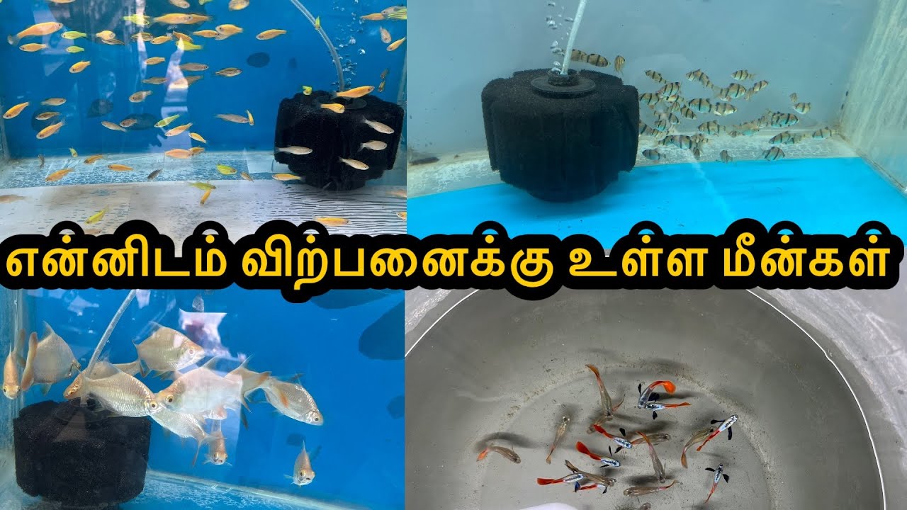 என்னிடம் விற்பனைக்கு உள்ள மீன்கள்|ExoticGuppy|All In Our Fishes|Sales Video|Aquarium#petslovechannel