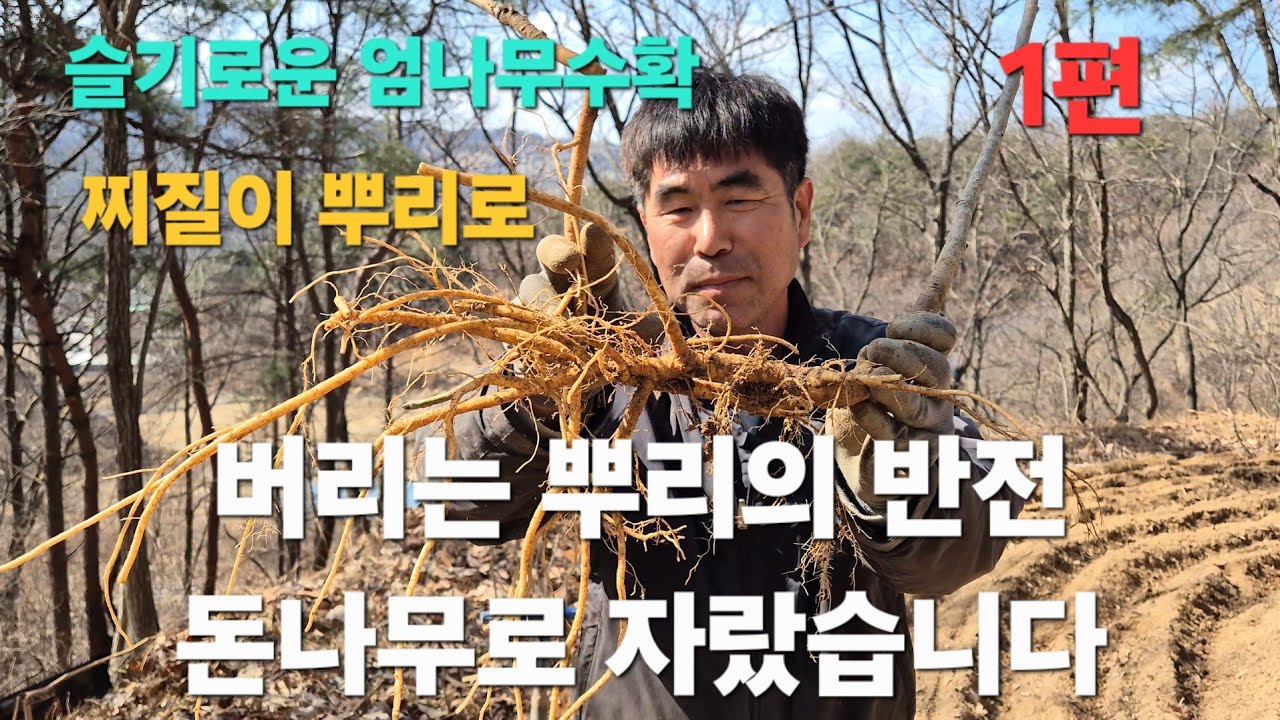 1편 버리려던 엄나무 가는 뿌리… 임야에 심었더니 대박