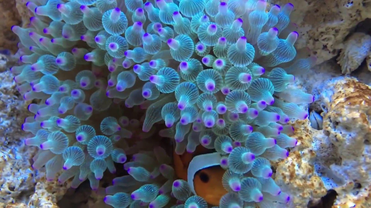 Clownfish Hosting Green Bubble Tip Anemone