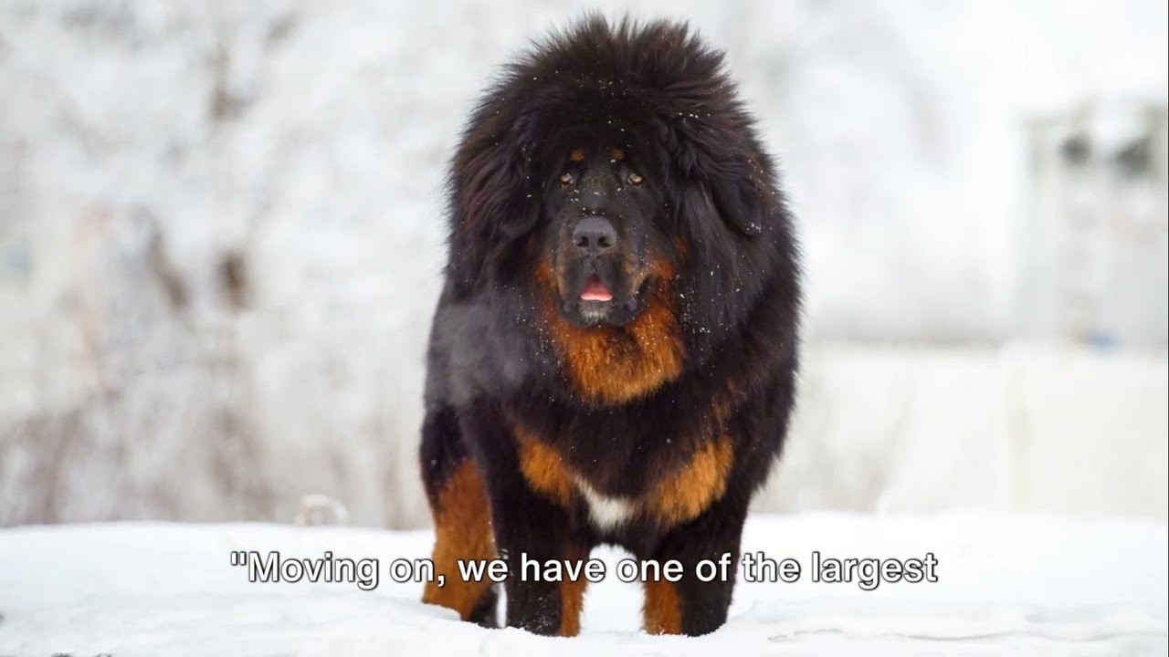 Rare Dog Breeds You Need to Know About!