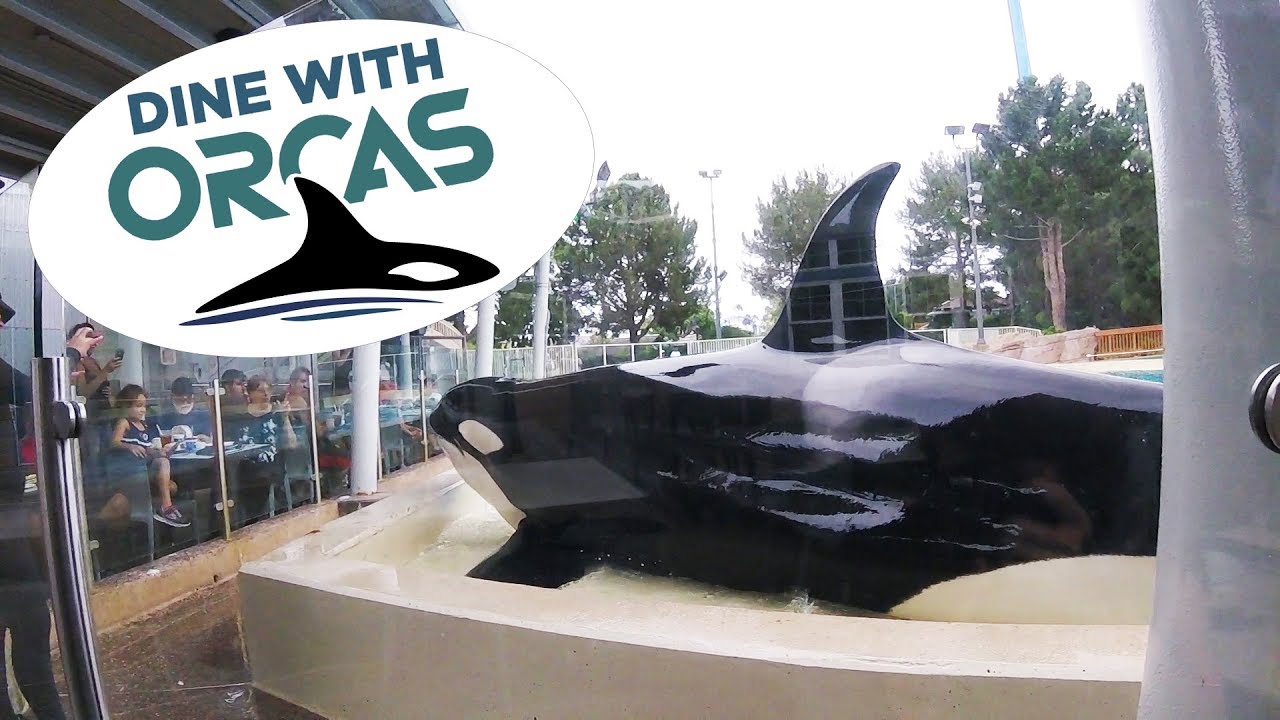 Dine with Orcas Highlights - San Diego
