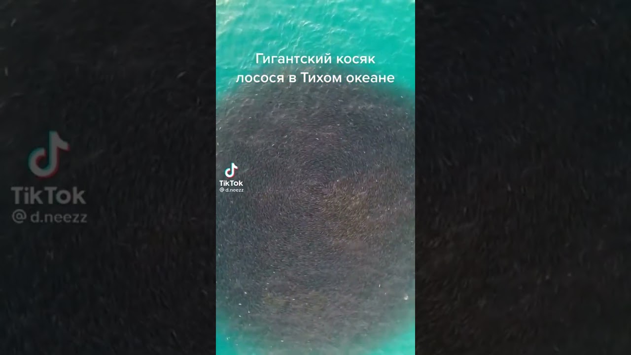 гигантский косяк рыбы