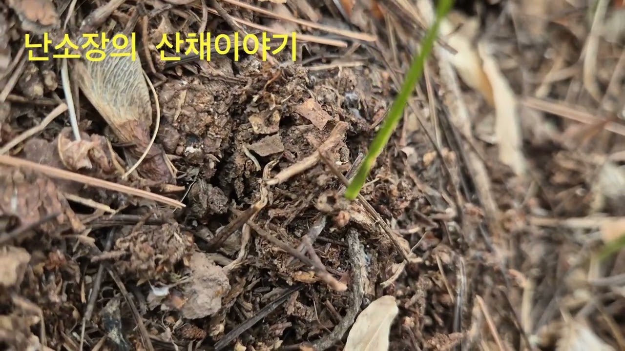 2026년  2월16일  난소장의  입변산반 산채이야기.    구독좋아요 부탁드립니다 