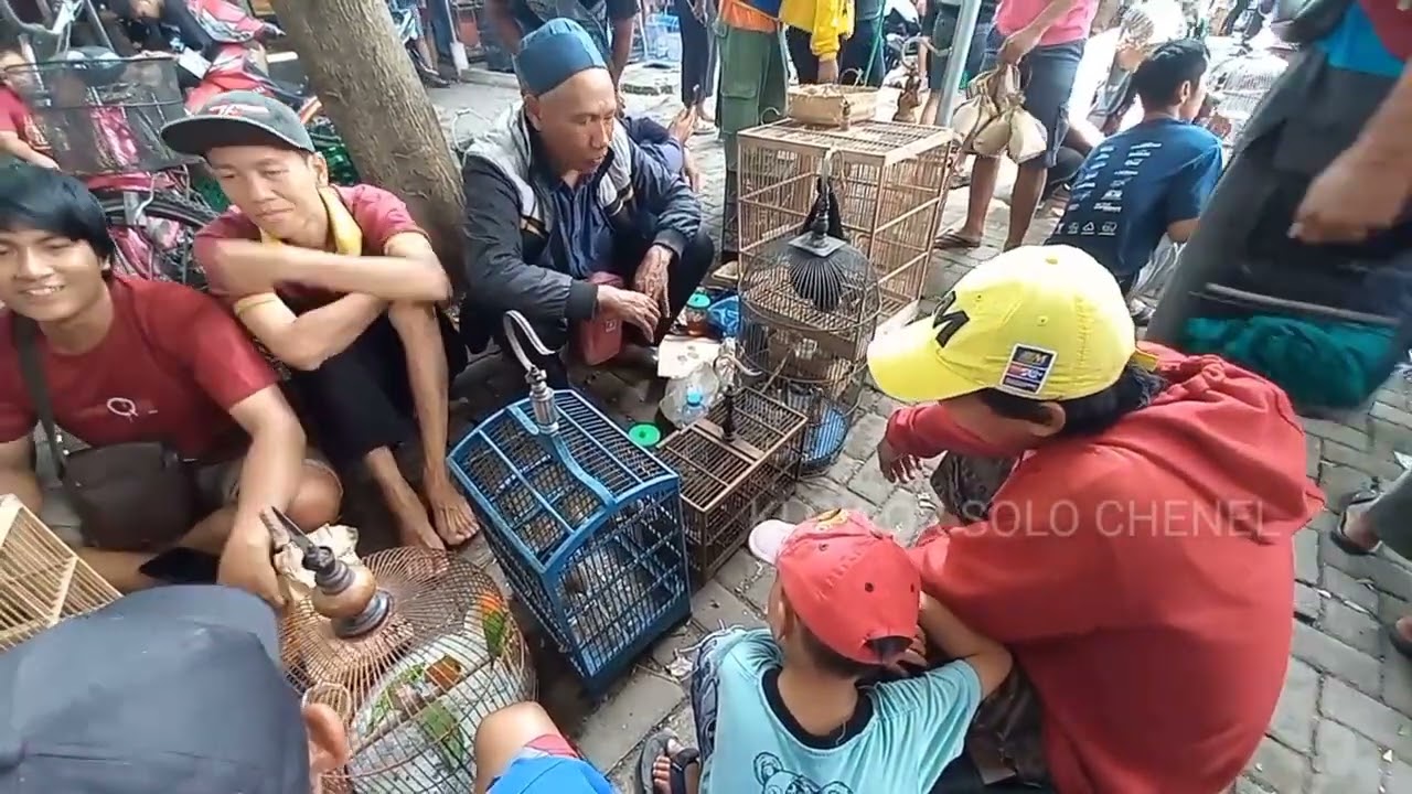Wow tempat nya titik kumpul penjuwal burung dari desa pegunungan pasar burung jawa 