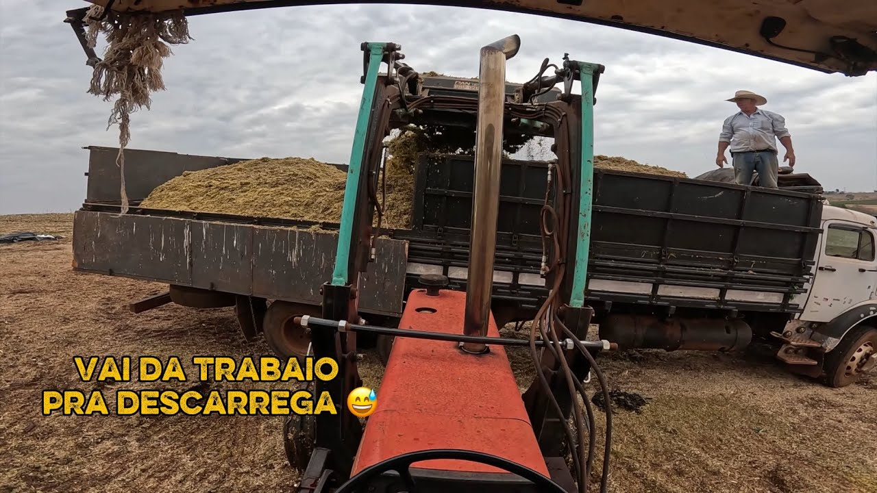 VIZINHO COMPRO SILAGEM A GRANEL 