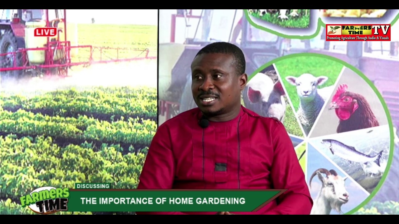 FARMERS TIME :Teacher turns school compound to farm.