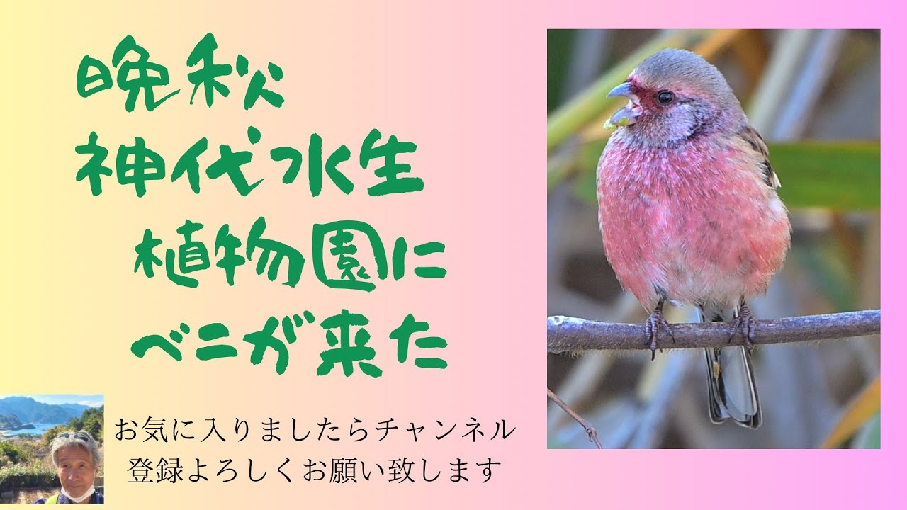 師走の風が吹く神代水生植物園　待望のベニマシコがやってきました