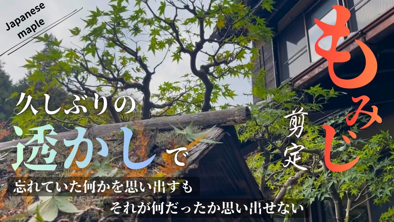 【もみじ透かし剪定】手間を惜しまず一枝一枝丁寧に切った和風もみじをご覧あれ〜なお解説は下手な模様〜