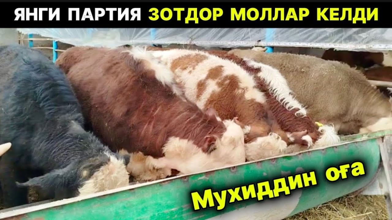 ЯНГИ ПАРТИЯ ЗОТДОР МОЛЛАР КЕЛДИ Мухиддин оғани фермаси Хонқа 10-марта 2026 г.